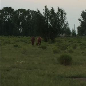 Meet your Posher, Kamrin